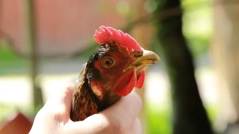 Close up Chicken Head Balancing Stock Footage 128229506