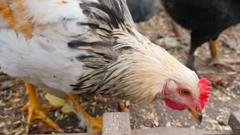 Close-up of a chicken head. Eats wheat in a manger. Slow motion Stock Footage 126153684