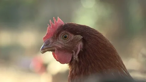 Close up Chicken Head Stock Footage 72977576