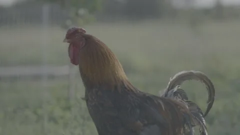 Close up of  chicken hen on a farm Stockbeeldmateriaal 251838596