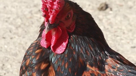 Close up of chicken hen Stock Footage 274074933