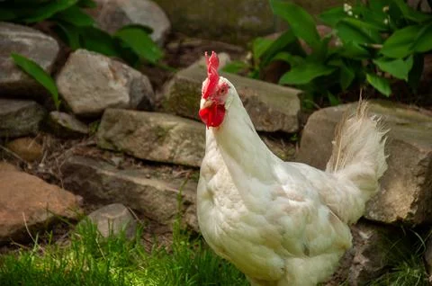 A close-up of a chicken hen looking at the camera Stock Photos