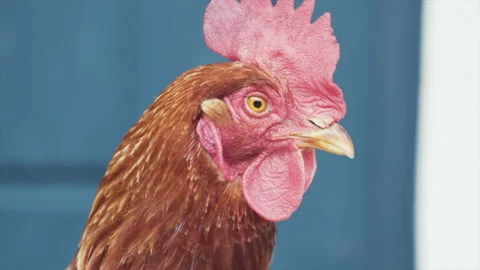 Close-up Chicken / Hen Slo-motion 動画素材 201814925