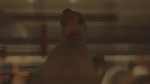 Close Up Of A Chicken Inside Chicken Farm Stock Footage 231496369