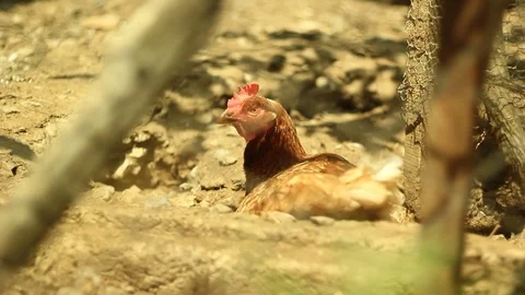 Close up of chicken laying eggs Stock Footage 89670120