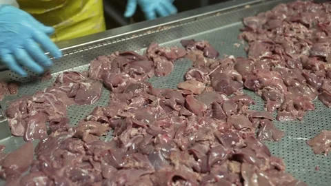 Close-up of a chicken liver on an iron table,meat processing plant, sorting Vídeo Stock 234077112