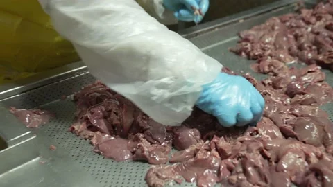 Close-up of a chicken liver on an iron table,meat processing plant, sorting Vídeo Stock 234077208
