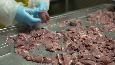 Close-up of a chicken liver on an iron table,meat processing plant, sorting Stock Footage 234077260