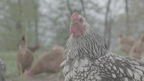 Close Up of Chicken Looking around Itself Stock Footage 159975878