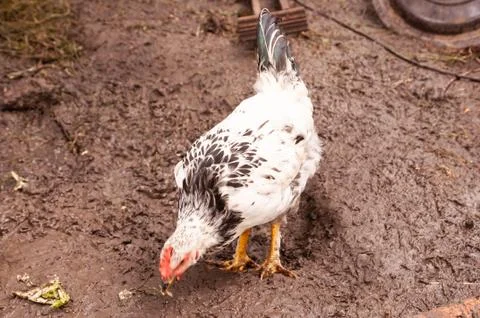 Close-up chicken is looking for nutrients in the ground. Hens in a chicken coop Stock Photos