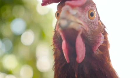 Close-up of a chicken. Looks at the camera. Slow motion Stock Footage 125702927