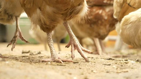 Close-up of chicken paws 库存影片 80278902