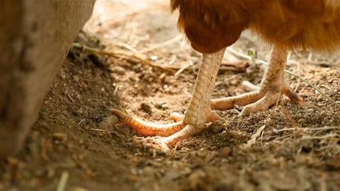 Close-up of chicken paws. Slow motion Stock Footage 91432367