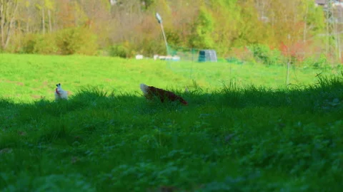 Close-Up of Chicken Pecking Grass in Mountain Meadow with Others Stock Footage 320192977