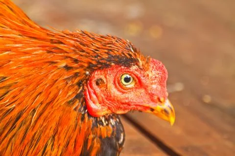 Close up chicken Stock Photos