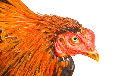 Close up chicken Stock Photos