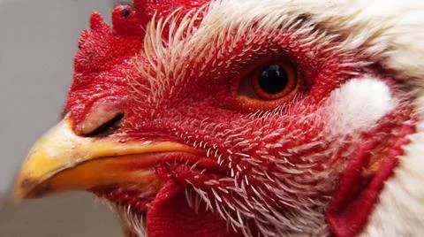 Close up of a chicken Stock Photos