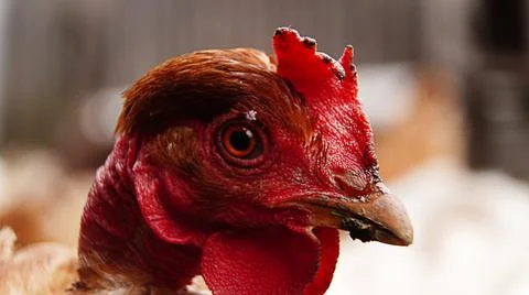 Close up of a chicken Stock Photos