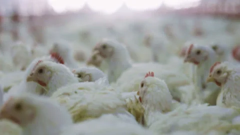 Close Up Chicken Poultry Farm Stock Footage 200952606