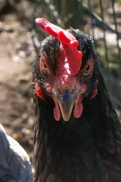 Close-up of a chicken with a red comb Foto stock