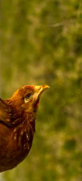 Close up of chicken standing on barn yard with the chicken coop. Stock Photos