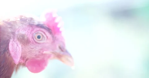 Close Up Of Chicken Video Stock Footage 266886285