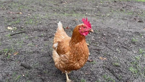 Close-up of a chicken walking around on a field Stock Footage 259337794
