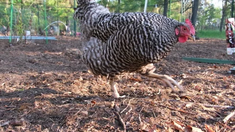 Close up of chicken walking pecking and digging in soil while held in enclosure Stock Footage 241940395