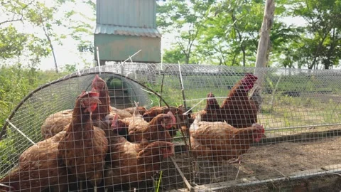 Close-up of chickens behind wire mesh in a garden tunnel run 動画素材 339863001