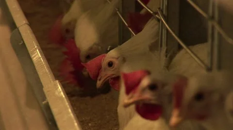 Close up chickens in the cage, eating Stock Footage 48440544