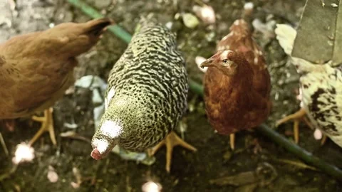 Close-up of chickens with different feather patterns, Stock Footage 331871465