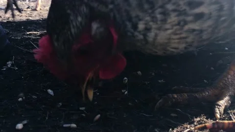 Close-up. chickens eat grain from the ground Video stock 235382101