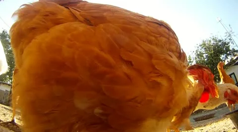 Close-up of chickens eating Stock Footage 18962480