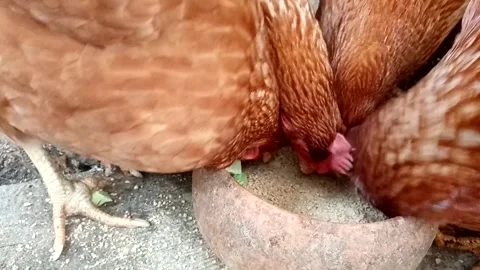 Close up chickens eating Video stock 266286026