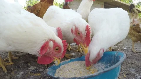 Close up with chickens eating grains at the countryside Stock Footage 81546292