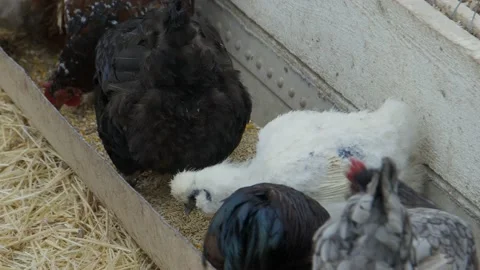 Close up chickens eating seed Video stock 198941023
