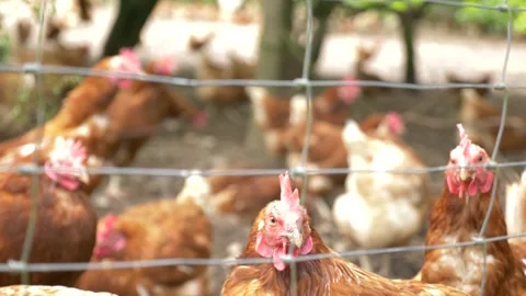 Close Up - Chickens on farm 動画素材 130787754