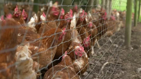 Close Up - Chickens on farm 스톡 동영상 130788011