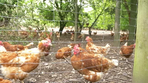 Close Up - Chickens on farm 動画素材 130788090