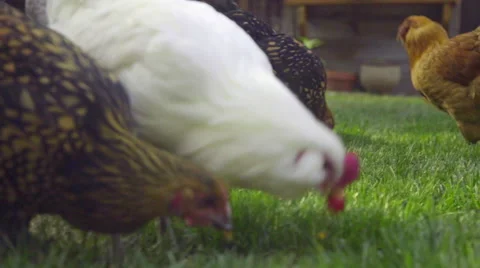Close up of chickens feeding Stock Footage 59664865