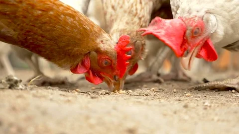Close up of chickens Stock Footage 80278997
