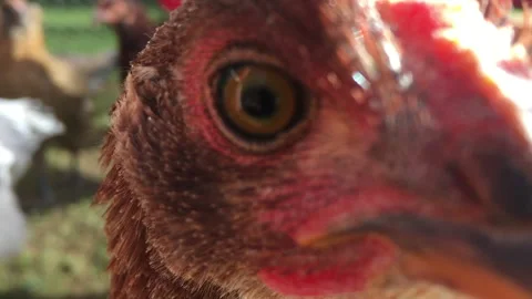 Close up Chickens Stock Footage 159438157