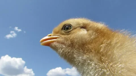 A close-up of a chicken's head against a background of blue sky and clouds Stock Footage 241470940