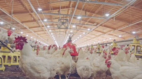 Close up of chickens in a large scale chicken farm Stock Footage 100651205