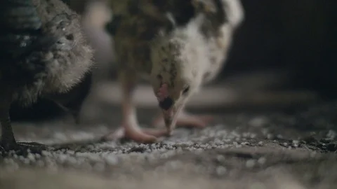 Close up chickens pecking grain on floor in farming barn. Feeding chickens on Stock Footage 103401085