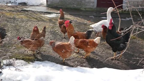 Close up of chickens, rooster and goose walking in courtyard in wintertime. Stock Footage 151880212