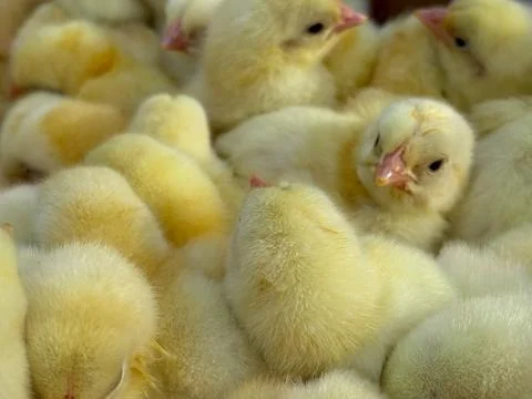 Close-up of chickens. Soft yellow chickens.Fluffy chickens.Small yellow chi.. Stock Photos