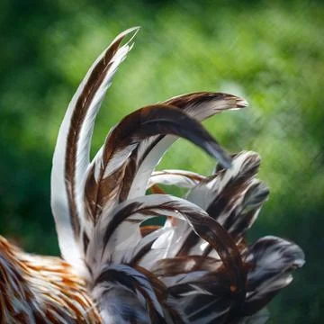Close-up of a chicken's tail feathers Stock Photos