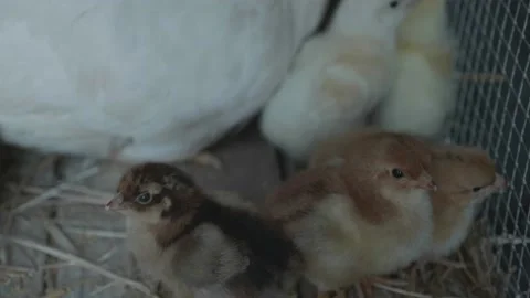 Close up of chicks, chicks in nest Stock Footage 137094509