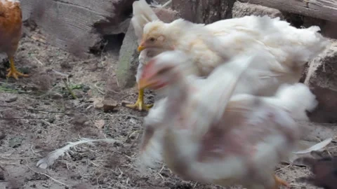 Close-up Chicks walk in a chicken coop against the background of an old barn on 動画素材 136851200